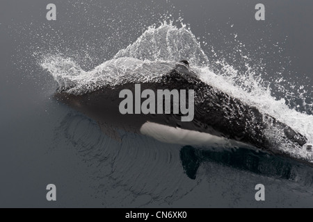 Le Marsouin de Dall (Phocoenoides dalli), à la surface. Monterey, Californie, l'océan Pacifique. Banque D'Images