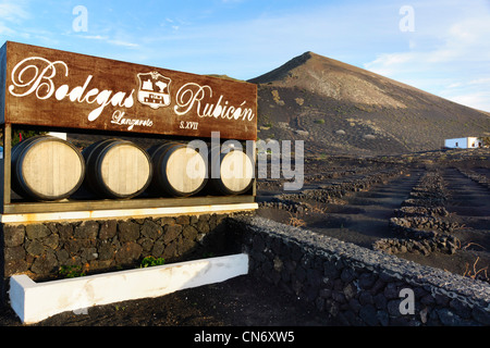 Lanzarote - Bodegas Rubicon vignobles près de Arrecife, partie sud de l'île. Les murs de pierres sèches lava vignes protéger du vent et du soleil. Banque D'Images