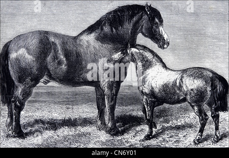 Chevaux gagnants du prix de la Royal Agricultural Society's show dans Battersea Park, Londres, Angleterre, Royaume-Uni. Gravure victorienne originale datée du 12 juillet 1862 Banque D'Images