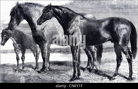 Chevaux gagnants du prix de la Royal Agricultural Society's show dans Battersea Park, Londres, Angleterre, Royaume-Uni. Gravure victorienne originale datée du 12 juillet 1862 Banque D'Images