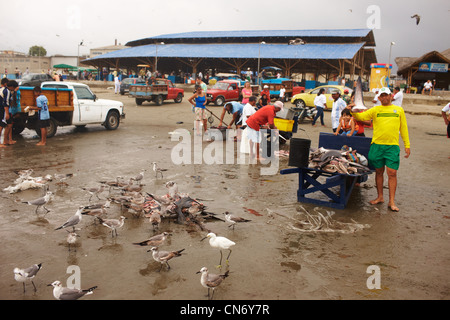 Les pêcheurs ont marché du poisson frais, le poisson nettoyé et les déchets a donné aux oiseaux. L'Équateur Banque D'Images