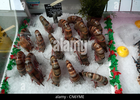 Vivre les crevettes géantes sur un lit de glace en vente sur un étal de poisson du marché à Swansea au Pays de Galles UK KATHY DEWITT Banque D'Images