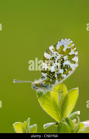 Une femelle papillon orange tip perché avec les ailes fermées le printemps les bourgeons des feuilles. Prise à Leighton Moss, Lancashire. Banque D'Images