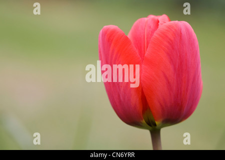 Tulipa dans le jardin. Fleur tulipe rouge. Banque D'Images