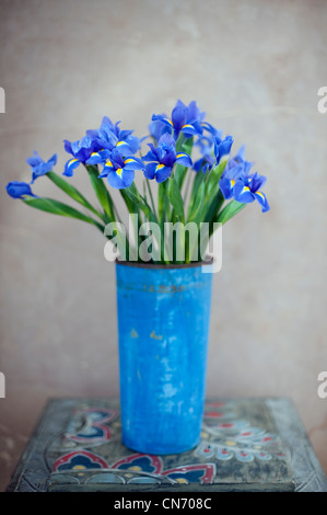 Iris fleurs dans un pot peint bleu métal rouillé. Banque D'Images