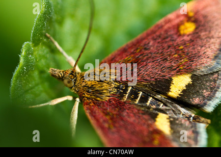 Pyrausta Aurata papillon sur une feuille. Également connu sous le nom de la monnaie du pêcher. Vu à travers un objectif macro à 3x magnifiaction Banque D'Images