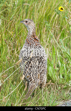 Une femelle adulte (Faisan de Colchide Phasianus colchicus) marcher dans l'herbe haute au marais d'Elmley National Nature Reserve, Kent. Juillet. Banque D'Images