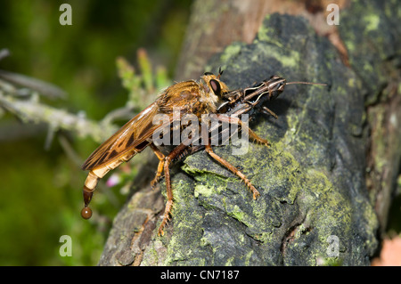 Un hornet robber fly avec grasshopper proies dans la réserve naturelle nationale commune Thursley, Surrey. Banque D'Images