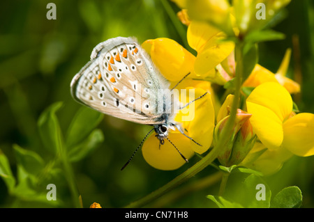 Un papillon bleu commun d'oiseaux se nourrissant d'slotier dans une prairie de fleurs sauvages dans les North Downs dans le Kent Banque D'Images
