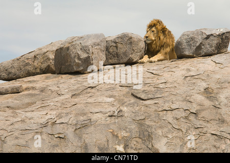 Lion couché sur kopje Banque D'Images