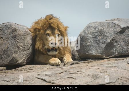 Lion sur kopje Banque D'Images