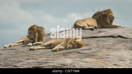 Trois lions couchés sur kopje Banque D'Images