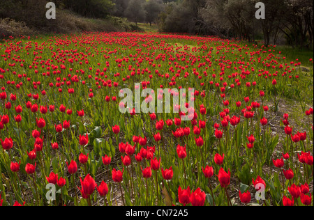 Tulipes sauvages, Tulipa praecox en champ labouré au milieu d'oliveraies, de Chios, Grèce Banque D'Images