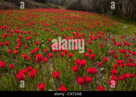 Tulipes sauvages, Tulipa praecox en champ labouré au milieu d'oliveraies, de Chios, Grèce Banque D'Images