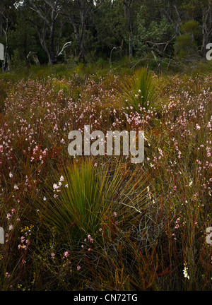 Sprengelia en fleurs et arbres, l'herbe du Parc National Booderee, NSW Australie Banque D'Images