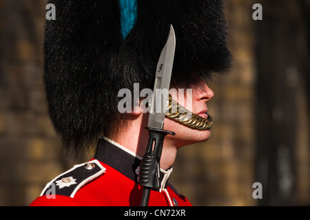 Guardsman irlandais à Clarence House Banque D'Images