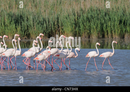 Flamant rose Phoenicopterus ruber troupeau marchant dans l'eau dans line photographié dans la Camargue, France Banque D'Images