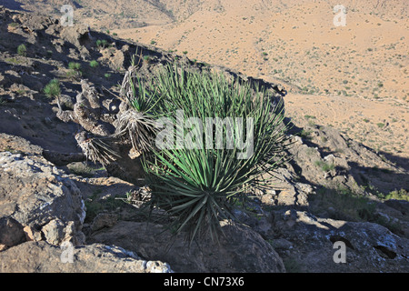 Landschaft des südlichen Dhofar, Jabal al-Qamar, Oman Banque D'Images