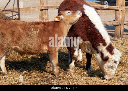 Vache Shorthorn et veau à Manor Farm Country Park, Hampshire Banque D'Images