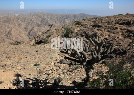 Landschaft des südlichen Dhofar, Jabal al-Qamar, Oman Banque D'Images