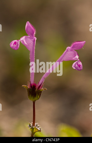 Henbit Dead-nettle Lamium amplexicaule, en fleurs. Dans champ arable, la Grèce. Banque D'Images