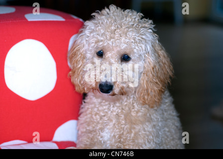 Mini poodle - 8 /8/ mois Banque D'Images