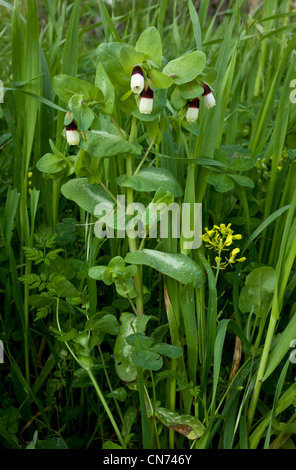 Honeywort, Cerinthe major en fleur ; Chios, Grèce. Banque D'Images