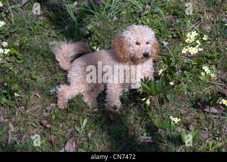 Mini poodle - 8 /8/ mois Banque D'Images