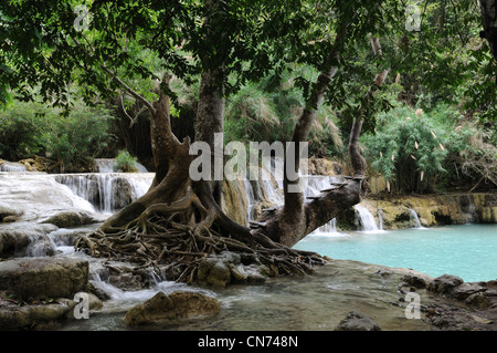 Vieil arbre et racines de Kuang Si lower falls à Luang Prabang au Laos Banque D'Images