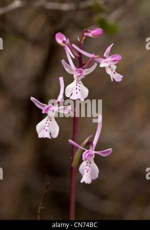 Orchidée Orchis anatolica anatolienne, Chios, Grèce. Banque D'Images