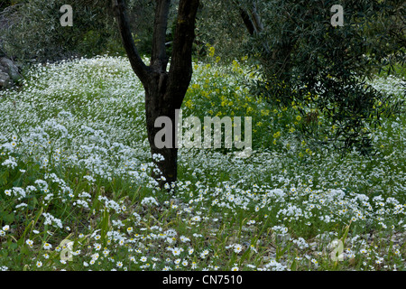 Belle oliveraie centenaire fleuri au printemps, arbres entourés de camomille et Naples l'ail. Chios, Grèce. Banque D'Images