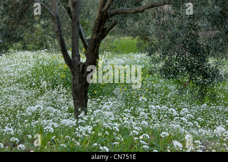 Belle oliveraie centenaire fleuri au printemps, arbres entourés de camomille et Naples l'ail. Chios, Grèce. Banque D'Images