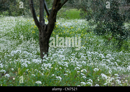 Belle oliveraie centenaire fleuri au printemps, arbres entourés de camomille et Naples l'ail. Chios, Grèce. Banque D'Images