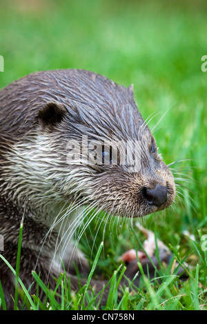 La loutre d'eurasie - Lutra lutra - à se nourrir de poissons, UK Banque D'Images