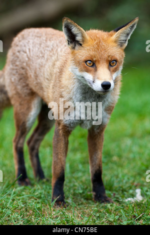Le renard - Vulpes vulpes, UK, Close up Banque D'Images