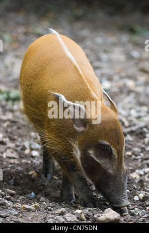 Porcs La rivière Rouge ou Potamochère --Potamochoerus porcus - alimentation Banque D'Images