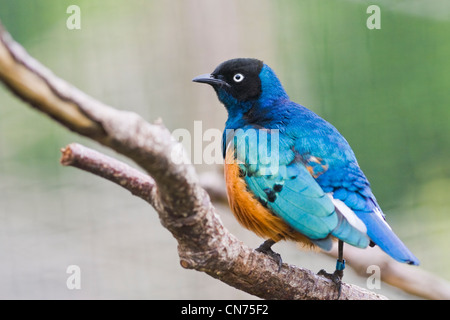 Starling - Lamprotornis superbus superbe Banque D'Images