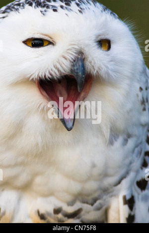 Harfang des neiges (Bubo scandiacus), appelant, Banque D'Images