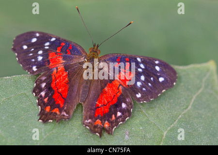 Un adulte Scarlet Peacock butterfly Banque D'Images