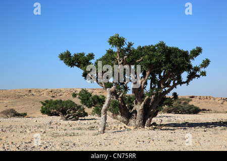 Dawqah Weihrauchbaumkulturen, Wadi, l'UNESCO Weltkulturerbe / Boswellia carterii Naturerbe, Sacra, Salalah, Oman Banque D'Images