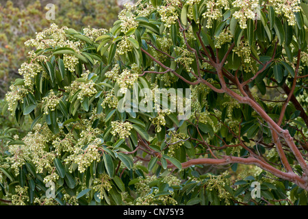 L'Est de l'Arbousier, Arbutus andrachne en fleur au printemps, Chios, Grèce Banque D'Images