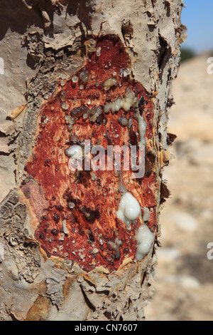 Dawqah Weihrauchbaumkulturen, Wadi, l'UNESCO Weltkulturerbe / Boswellia carterii Naturerbe, Sacra, Salalah, Oman Banque D'Images