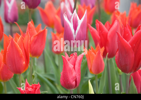 Fleurs de tulipe rouge et violet Banque D'Images