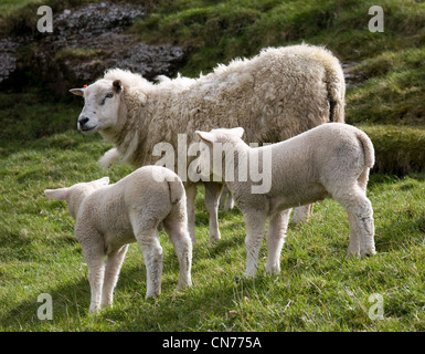 Agneaux de printemps dans le Nord du Yorkshire Dales, swaledale Wensleydale, mère de l'agnelage agneaux 2012   UK Banque D'Images