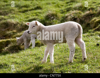 Agneaux de printemps dans le Nord du Yorkshire Dales, swaledale Wensleydale, mère de l'agnelage agneaux 2012   UK Banque D'Images