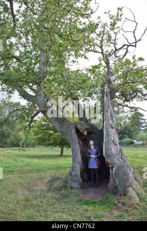 Tea Party Arbre de chêne - 700 ans, l'un des plus anciens de l'Angleterre à Ickworth House, Suffolk UK Banque D'Images