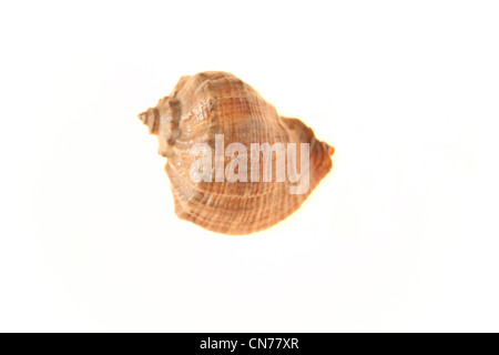 Sea Shell isolated Banque D'Images