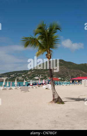 Palmier sur la plage, Grand Bay, Philipsburg, Saint Martin, les Antilles Banque D'Images