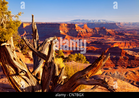 Old weathered arbre donnant sur Canyonlands National Park au coucher du soleil, de l'Utah USA Banque D'Images