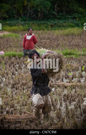 Les gens qui travaillent dans les rizières, l'Indonésie Sulawesi Toraja Rantepao, Pacifique, l'Asie du Sud Banque D'Images